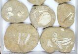 Flat: Cretaceous Marine Vertebrate Fossils - Pieces #96119-2